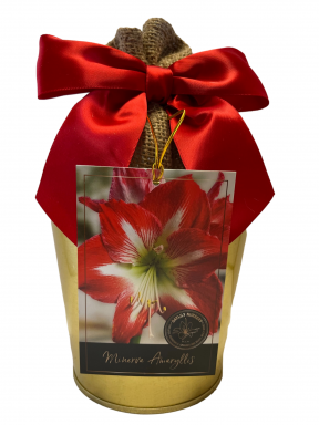 Amaryllis Holiday Gift Growing Kit, Includes a Gold Tin Pot, Minerva Bulb, and Growing Medium